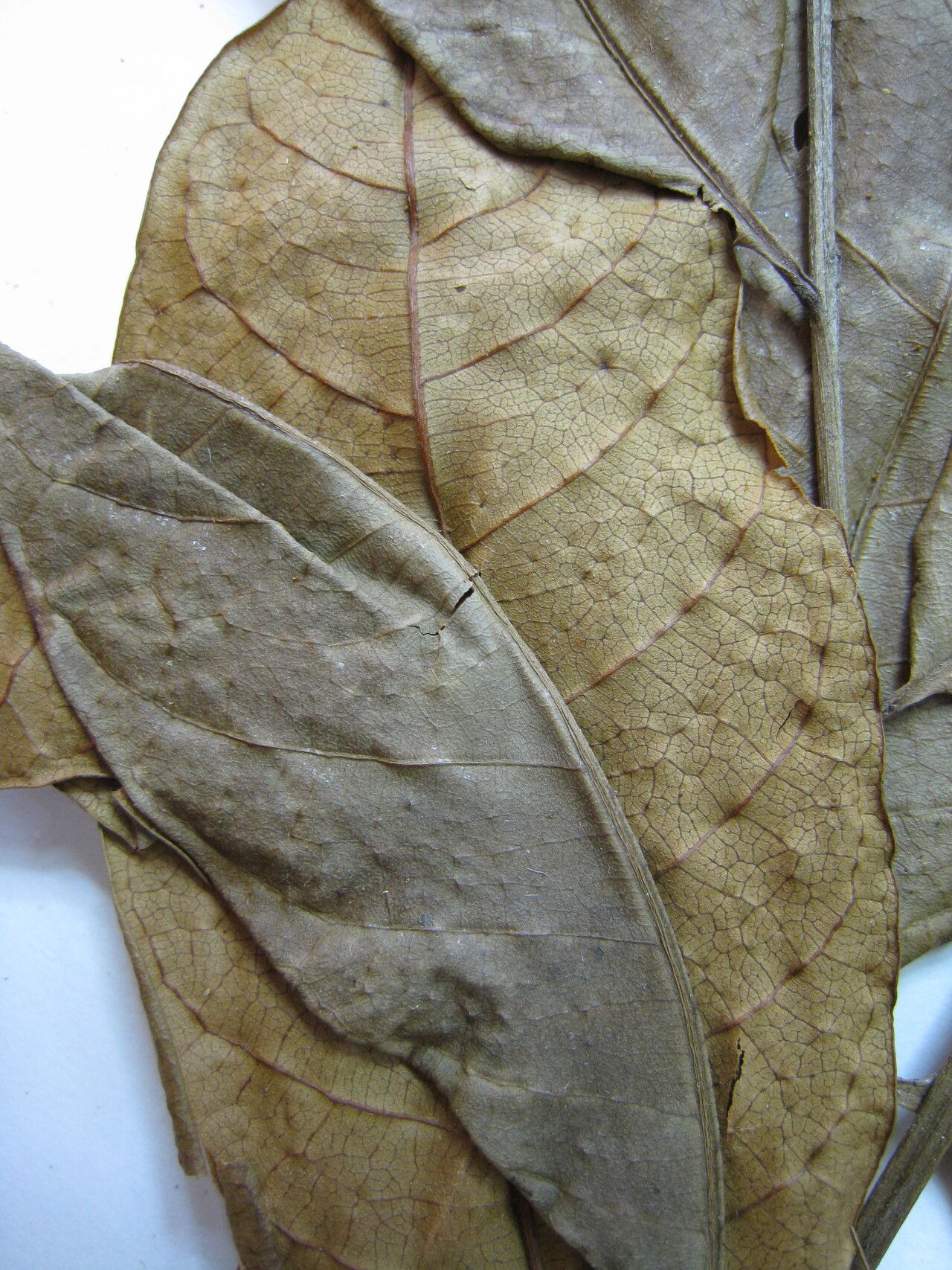 Trichilia cipo — houseplant care guide