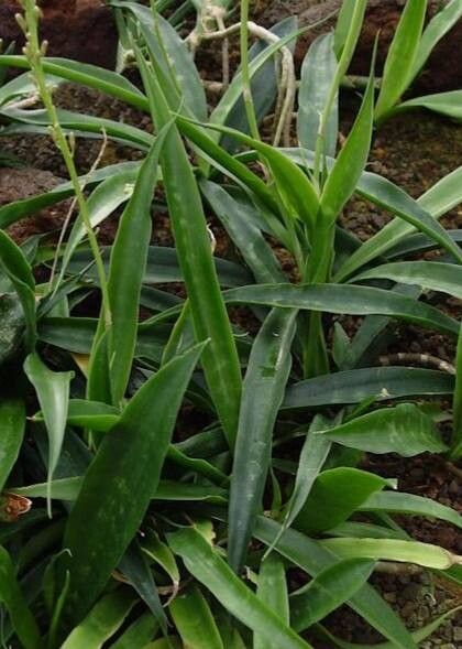 Dracaena zeylanica — search result for 'Dracaena'
