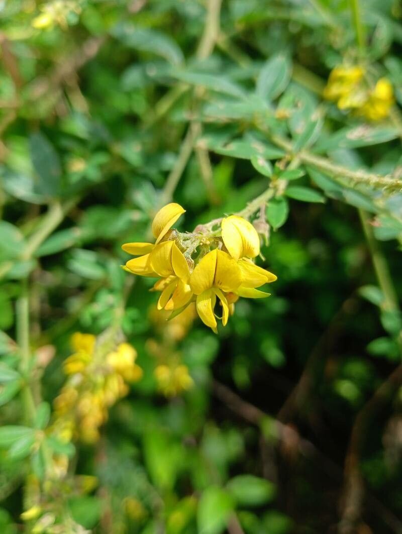 Crotalaria uncinella flower