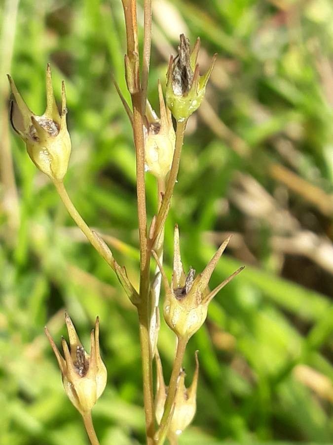 Campanula rapunculus fruit