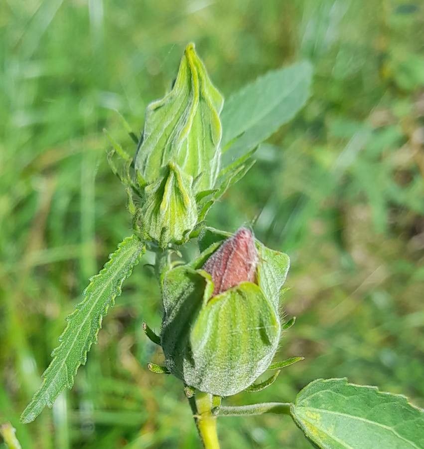 Hibiscus striatus other