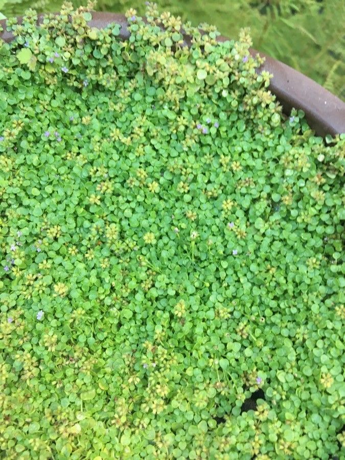 Nananthea perpusilla — search result for 'Germany'