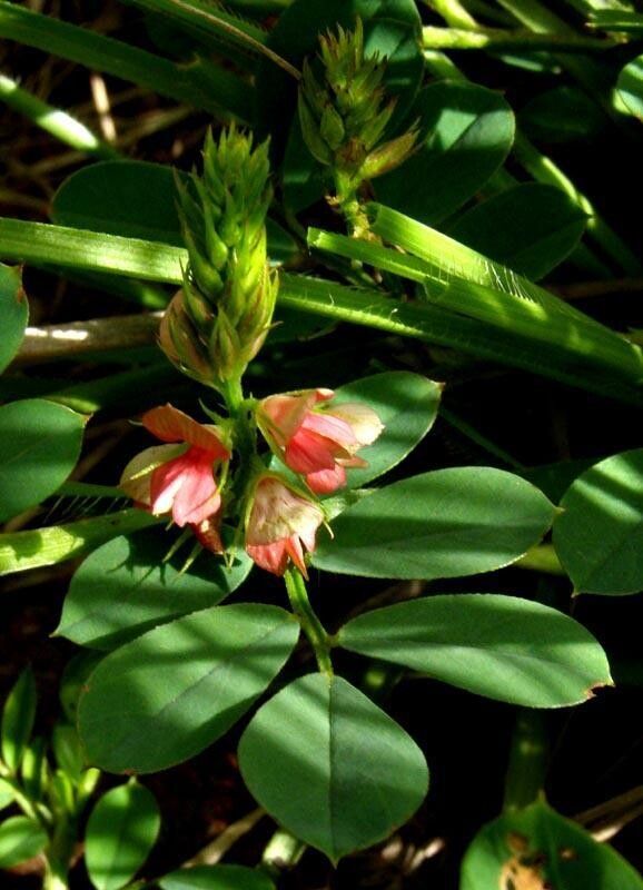 Indigofera oxalidea — search result for 'Indigofera'