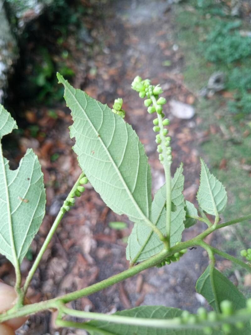 Gouania striata — search result for 'Gouania'