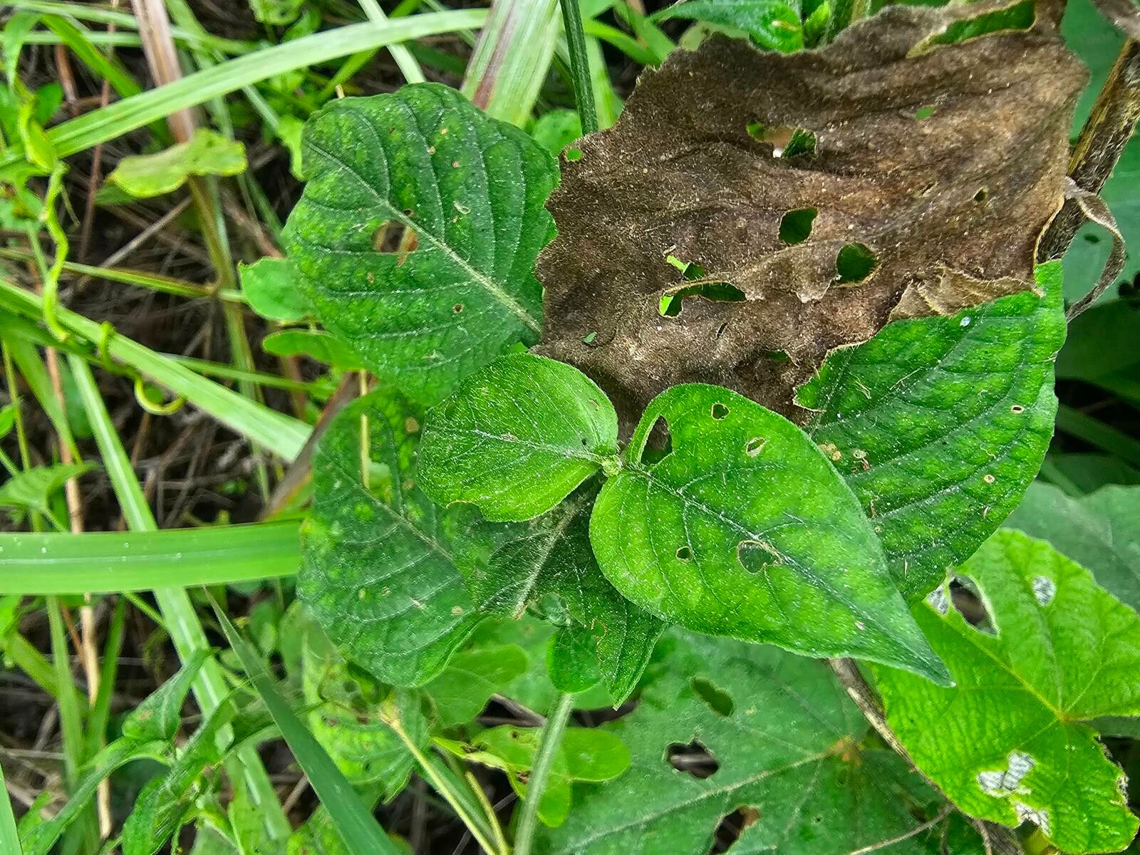 Asystasia albiflora — related species from the same genus