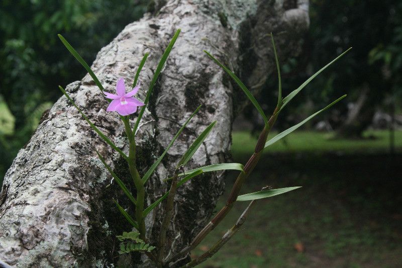 Dimerandra elegans habit