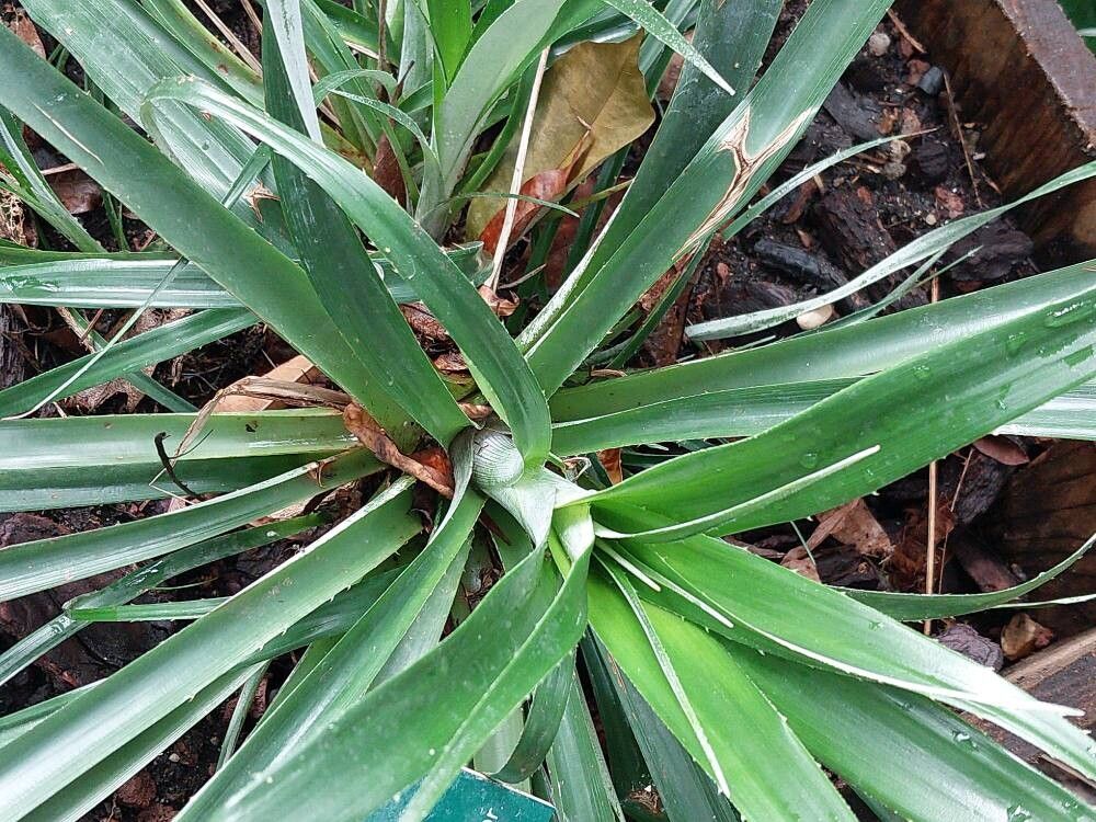 Pitcairnia feliciana — search result for 'Pitcairnia'