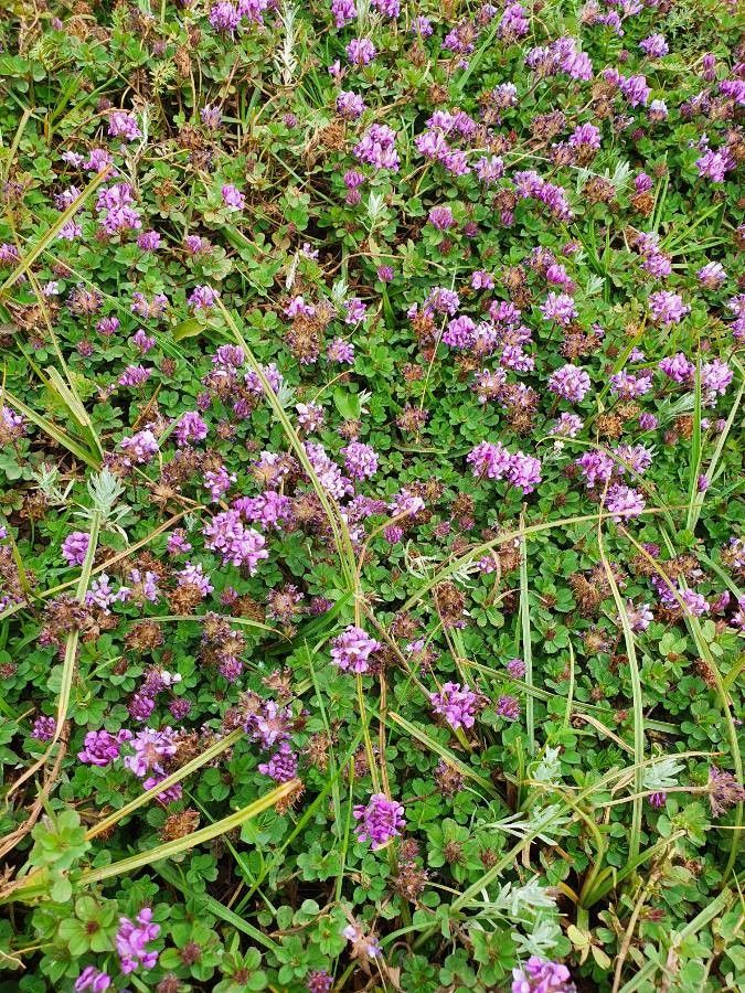 Trifolium burchellianum — houseplant care guide