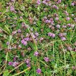 Trifolium burchellianum