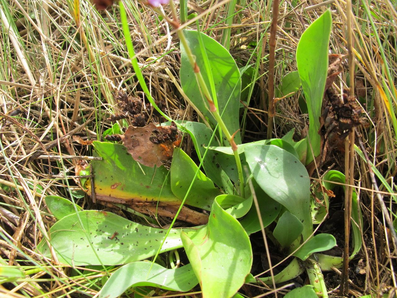 Limonium normannicum habit