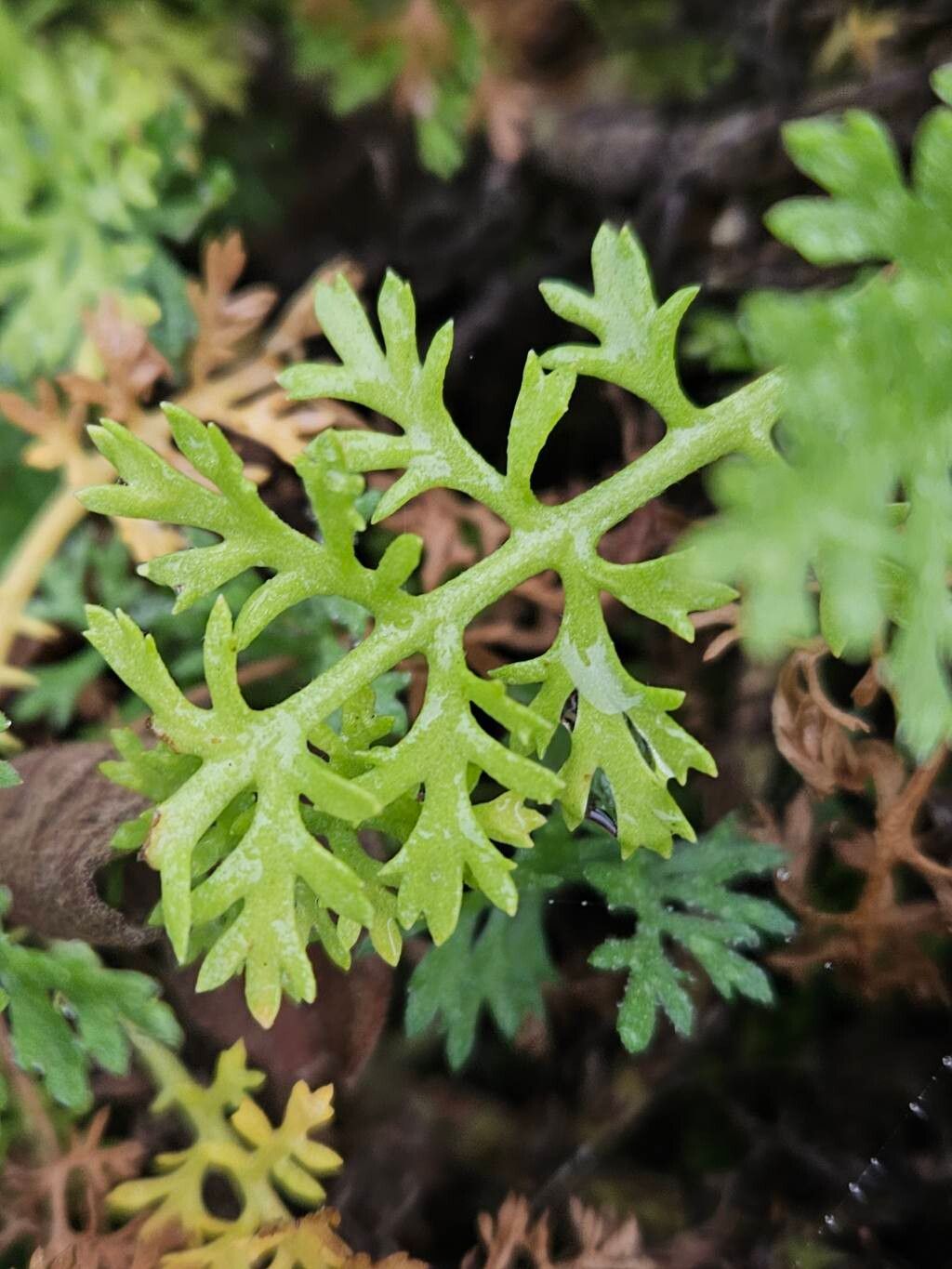 Anthemis punctata — search result for 'Tunisia'