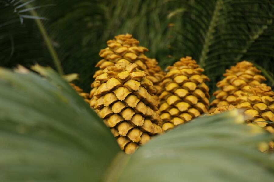 Encephalartos villosus fruit