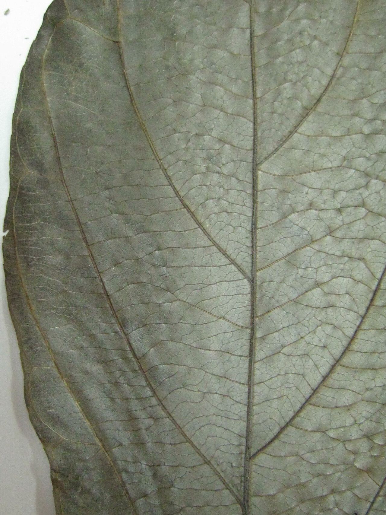 Casearia pitumba other