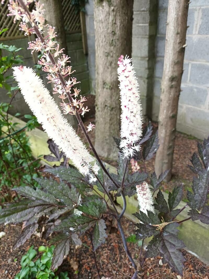 Actaea simplex flower