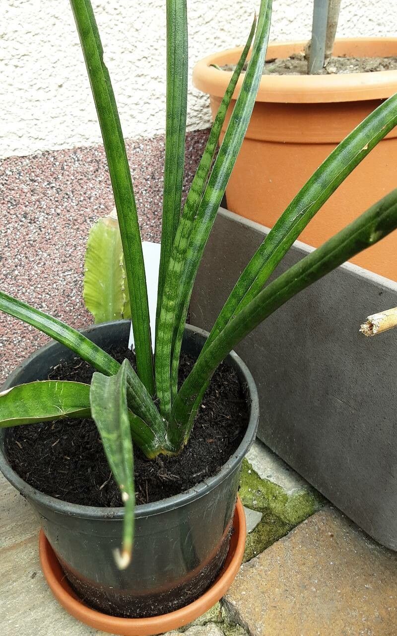 Sansevieria roxburghiana — search result for 'Sansevieria'