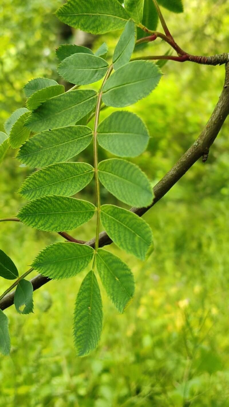 Sorbus hupehensis leaf
