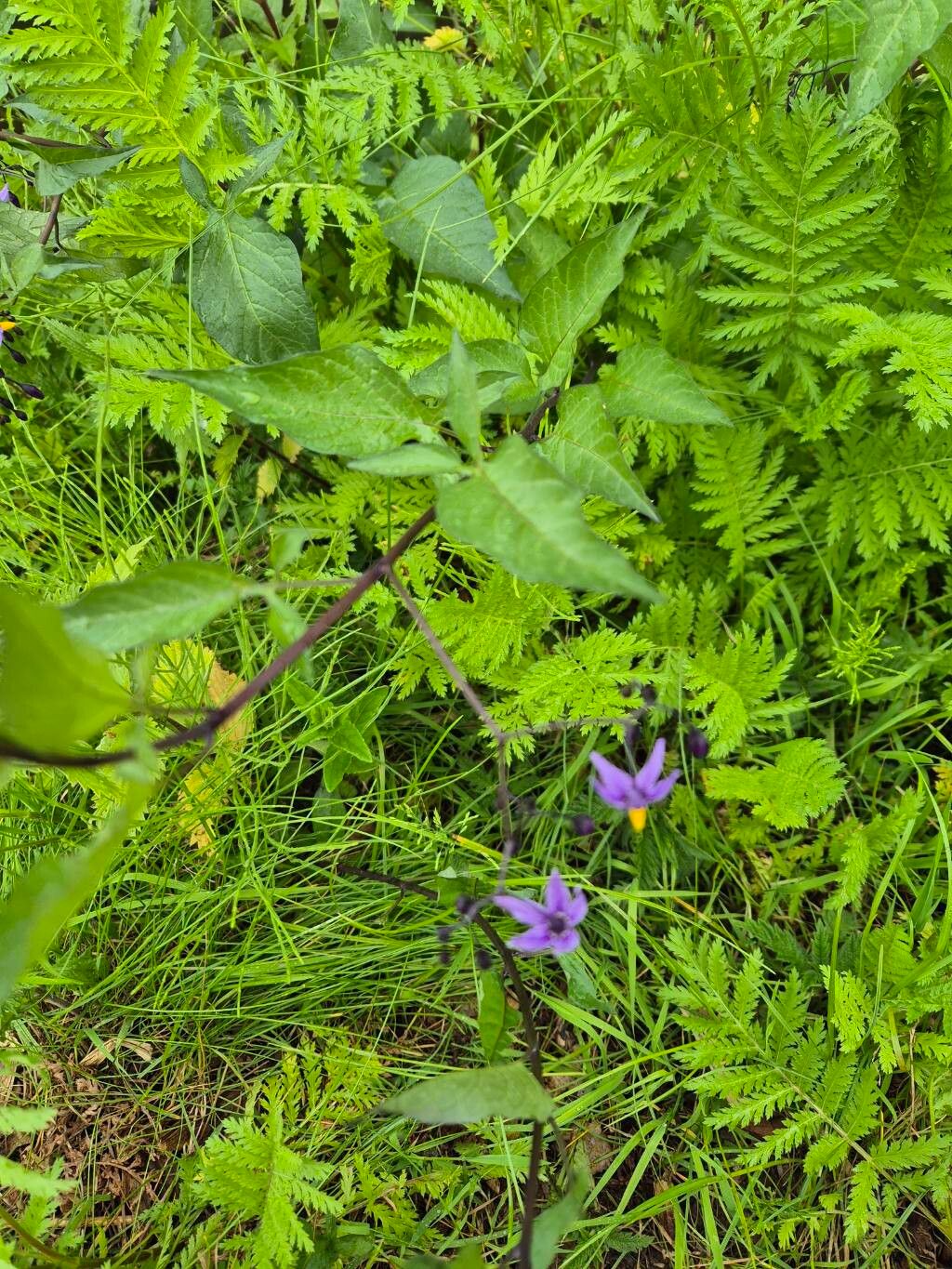 Solanum septemlobum — houseplant care guide