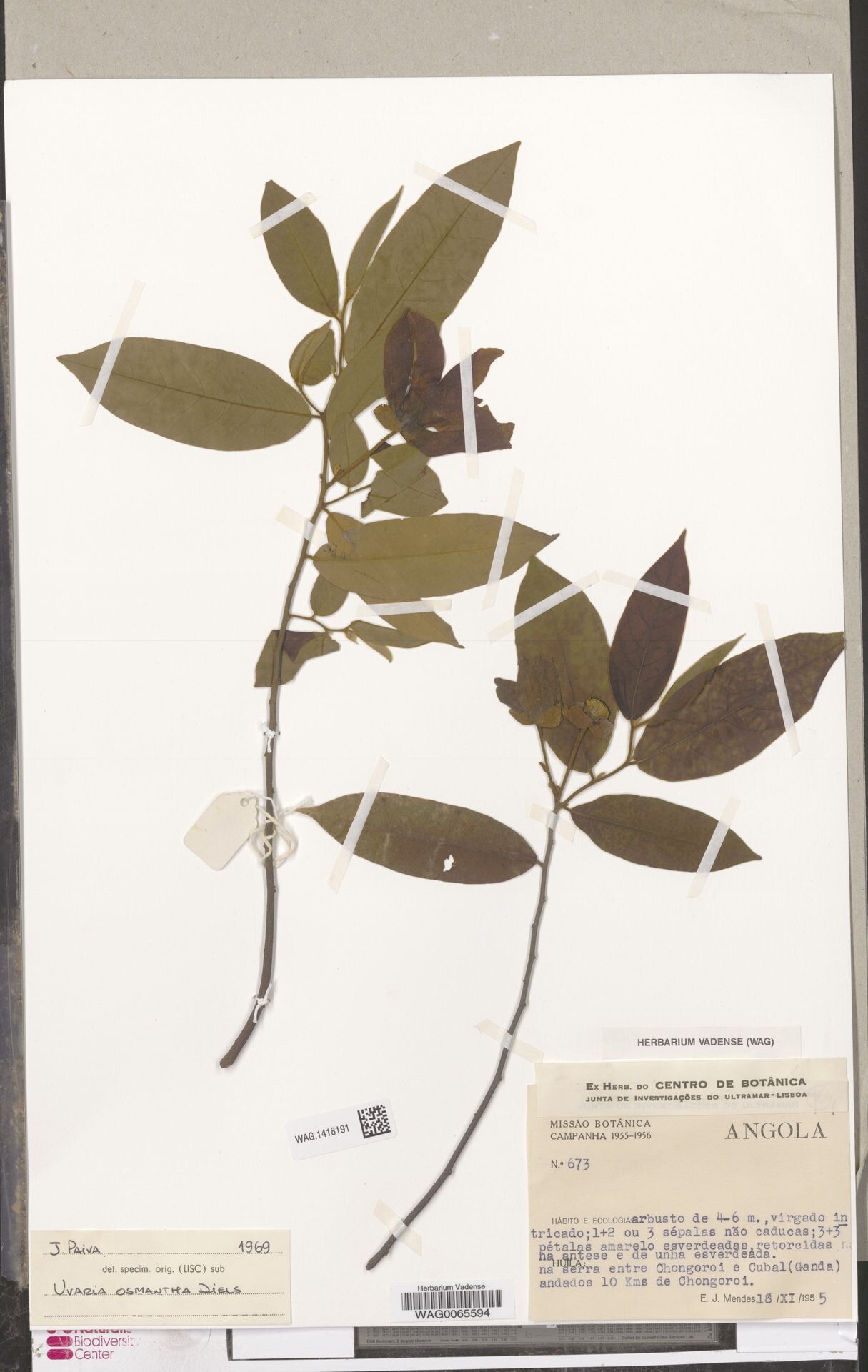 Uvaria osmantha — houseplant care guide