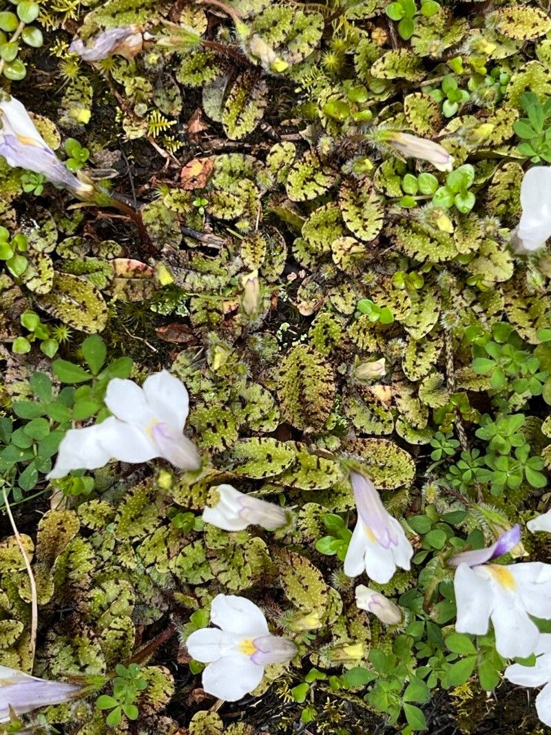 Mazus radicans flower