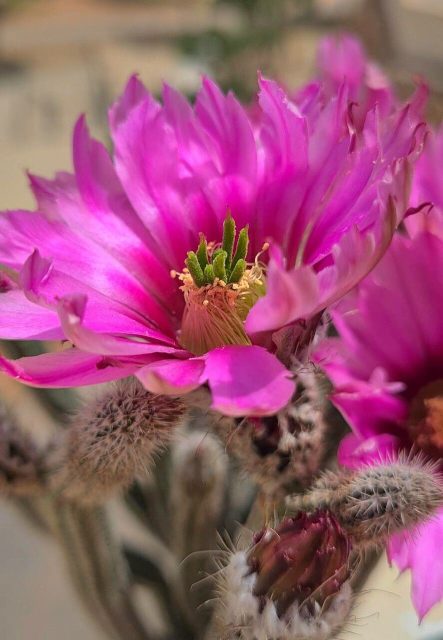 Echinocereus poselgeri flower