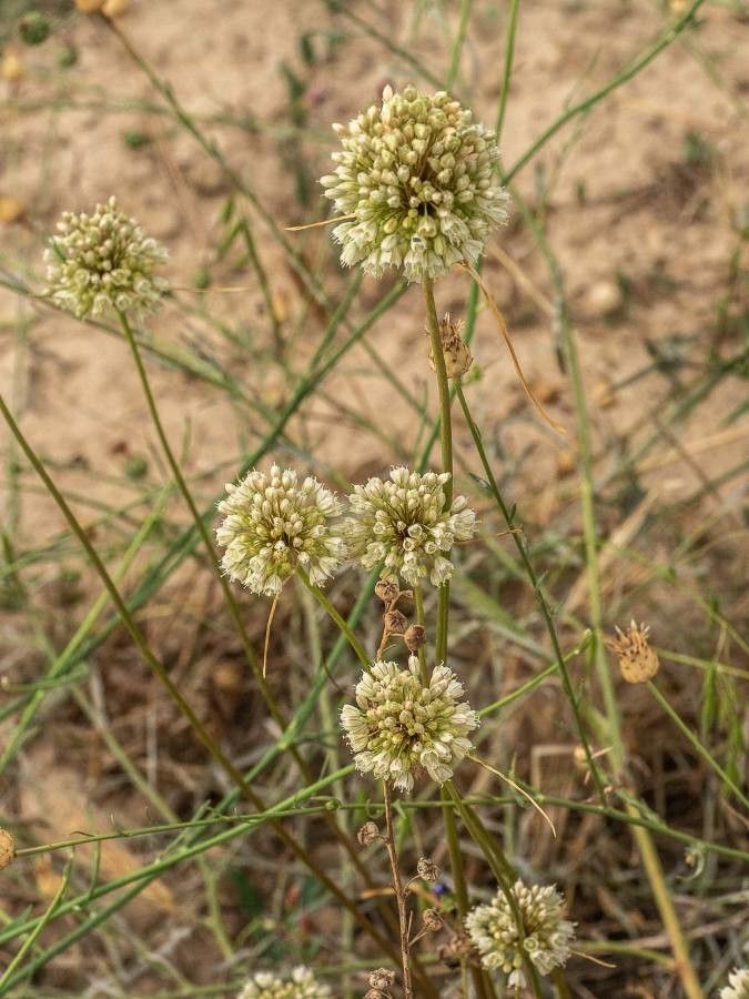 Allium paniculatum