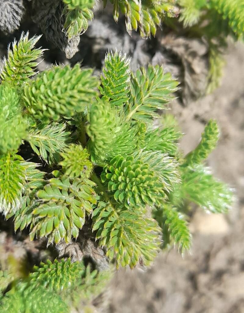 Acaena macrocephala — houseplant care guide