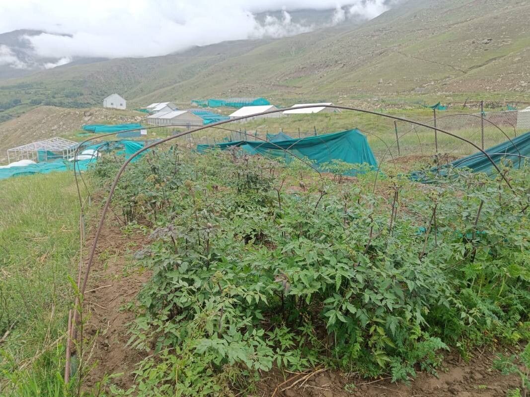 Angelica glauca — search result for 'Angelica'