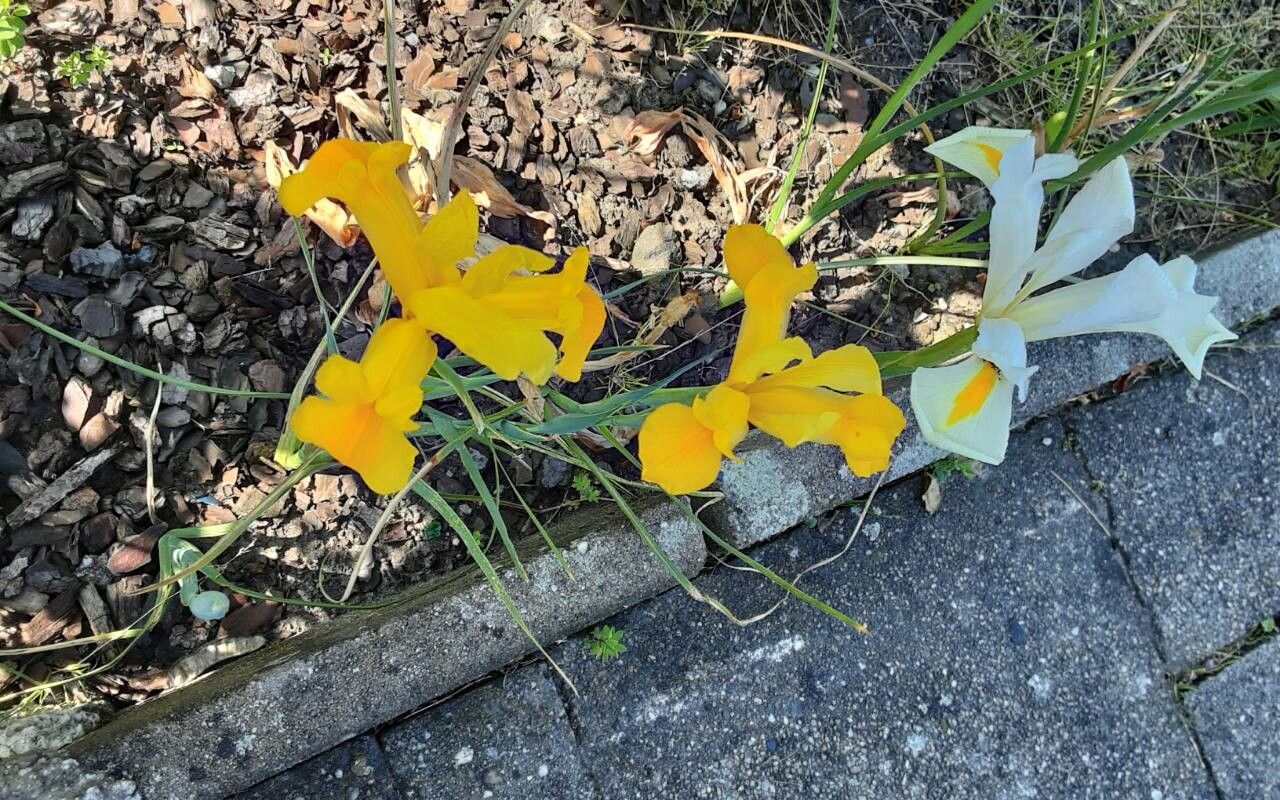 Iris juncea — search result for 'Tunisia'