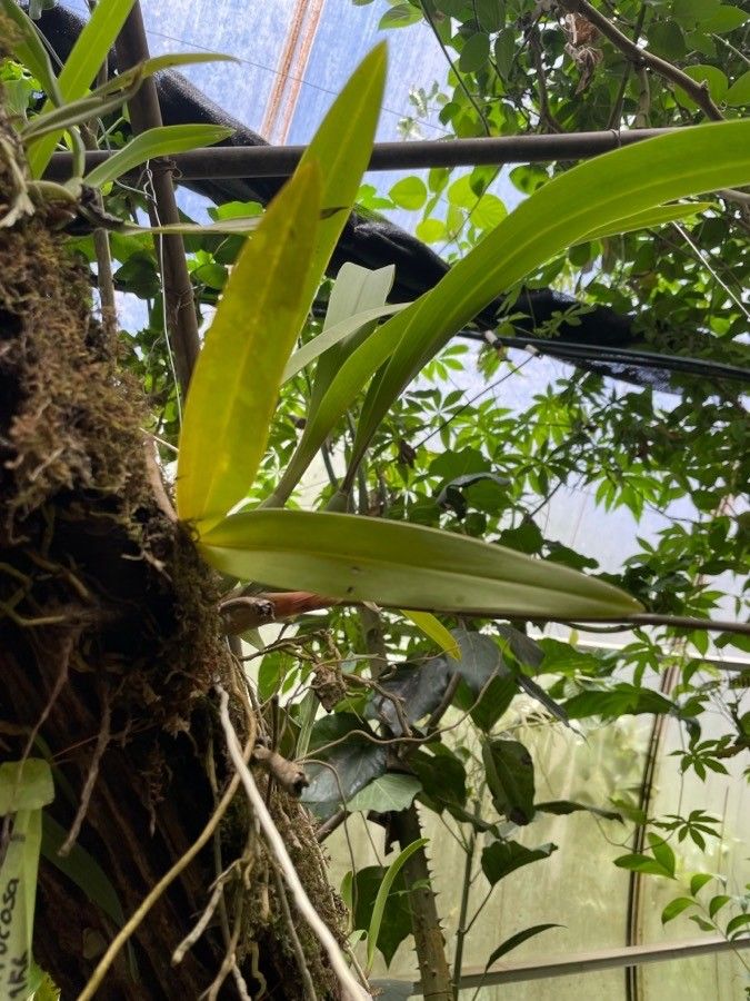 Brassia verrucosa — search result for 'Orchidaceae'