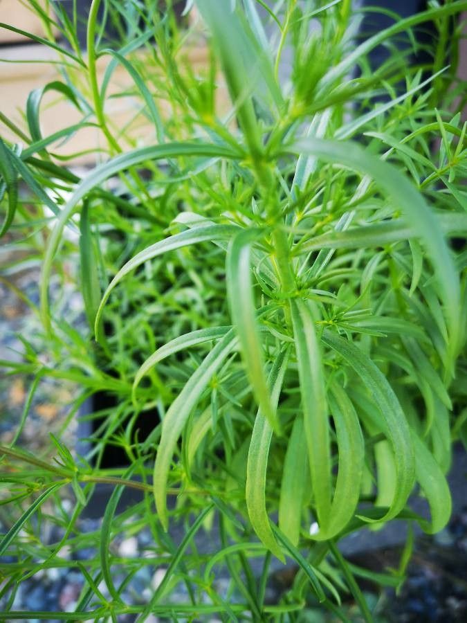 Linaria maroccana leaf