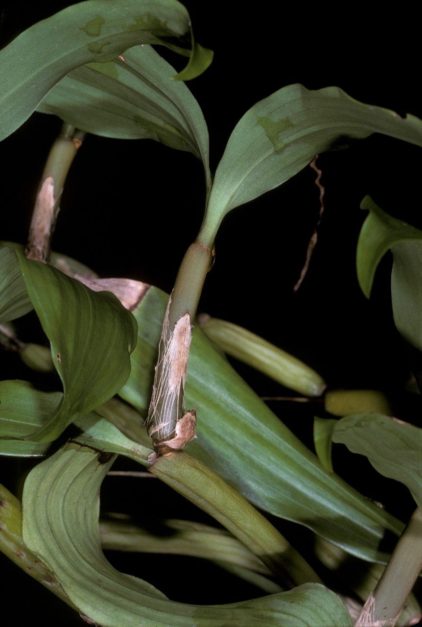 Coelogyne articulata — related species from the same genus