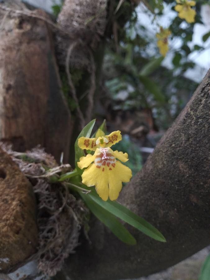 Erycina crista-galli flower