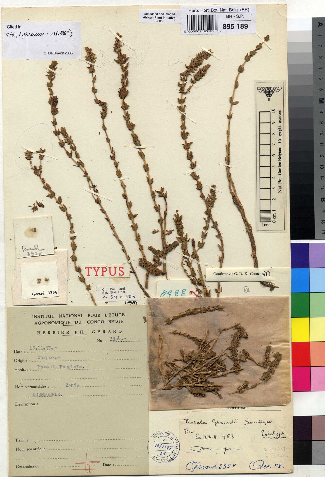 Rotala gerardii — search result for 'Rotala'