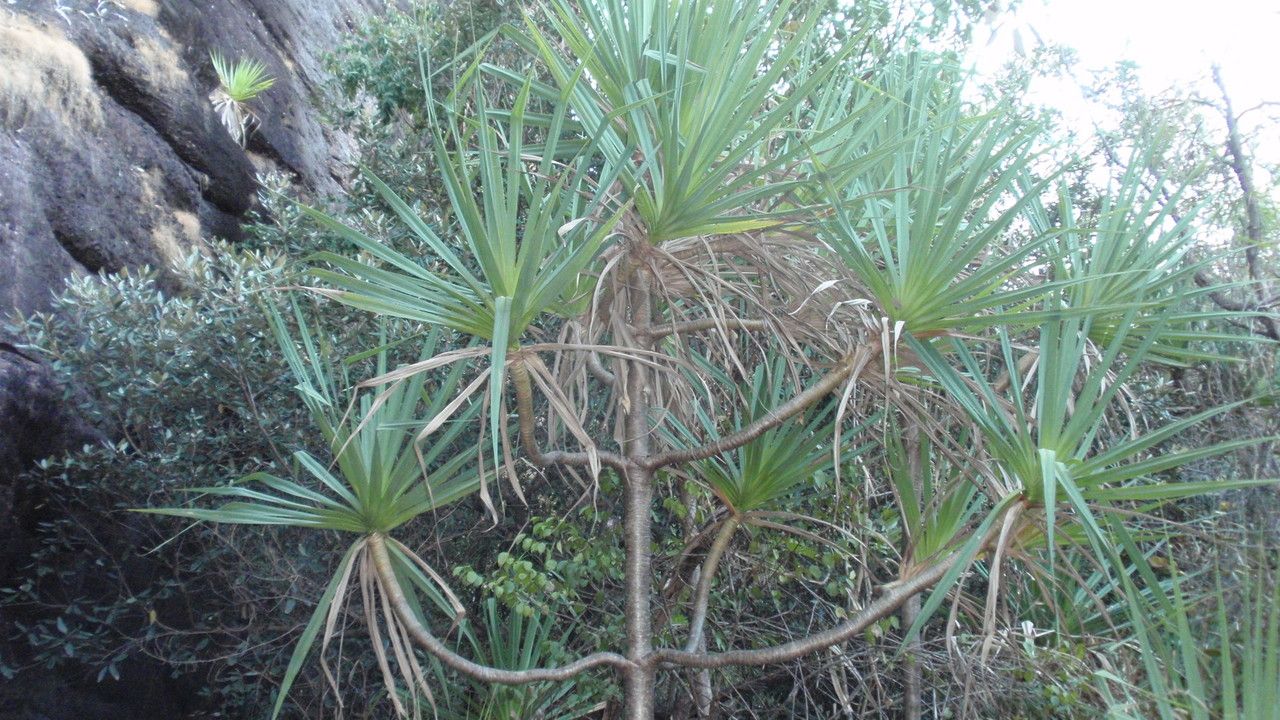 Pandanus spiralis — search result for 'Pandanus'
