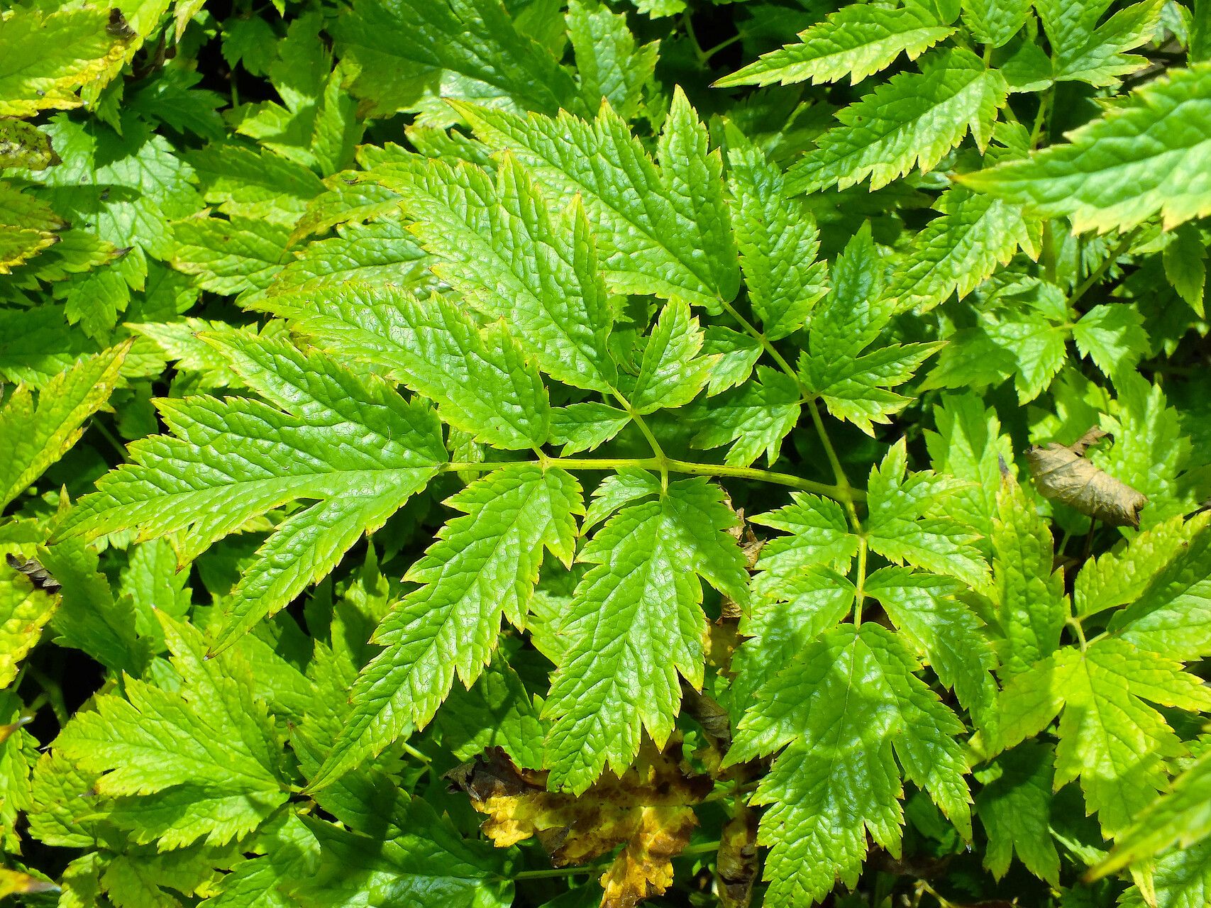 Actaea europaea — search result for 'Actaea'