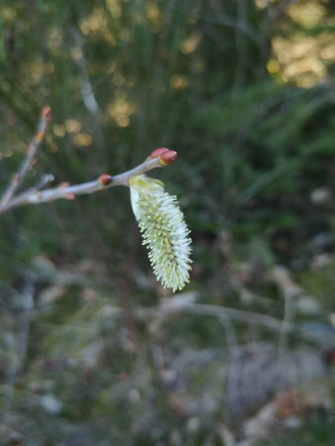 Salix appendiculata fruit