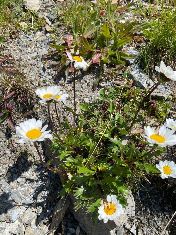 Leucanthemum halleri — houseplant care guide