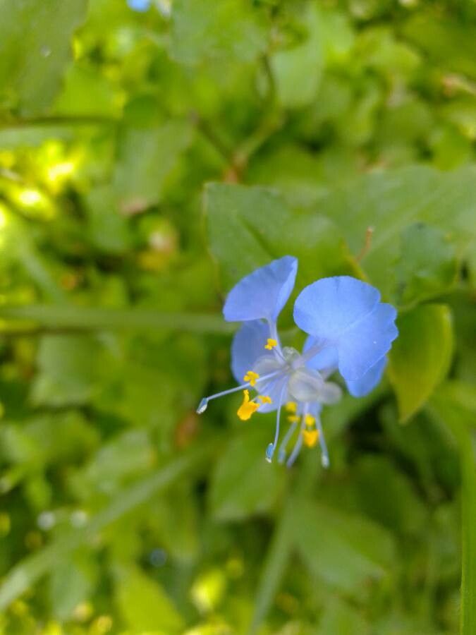 Commelina benghalensis flower