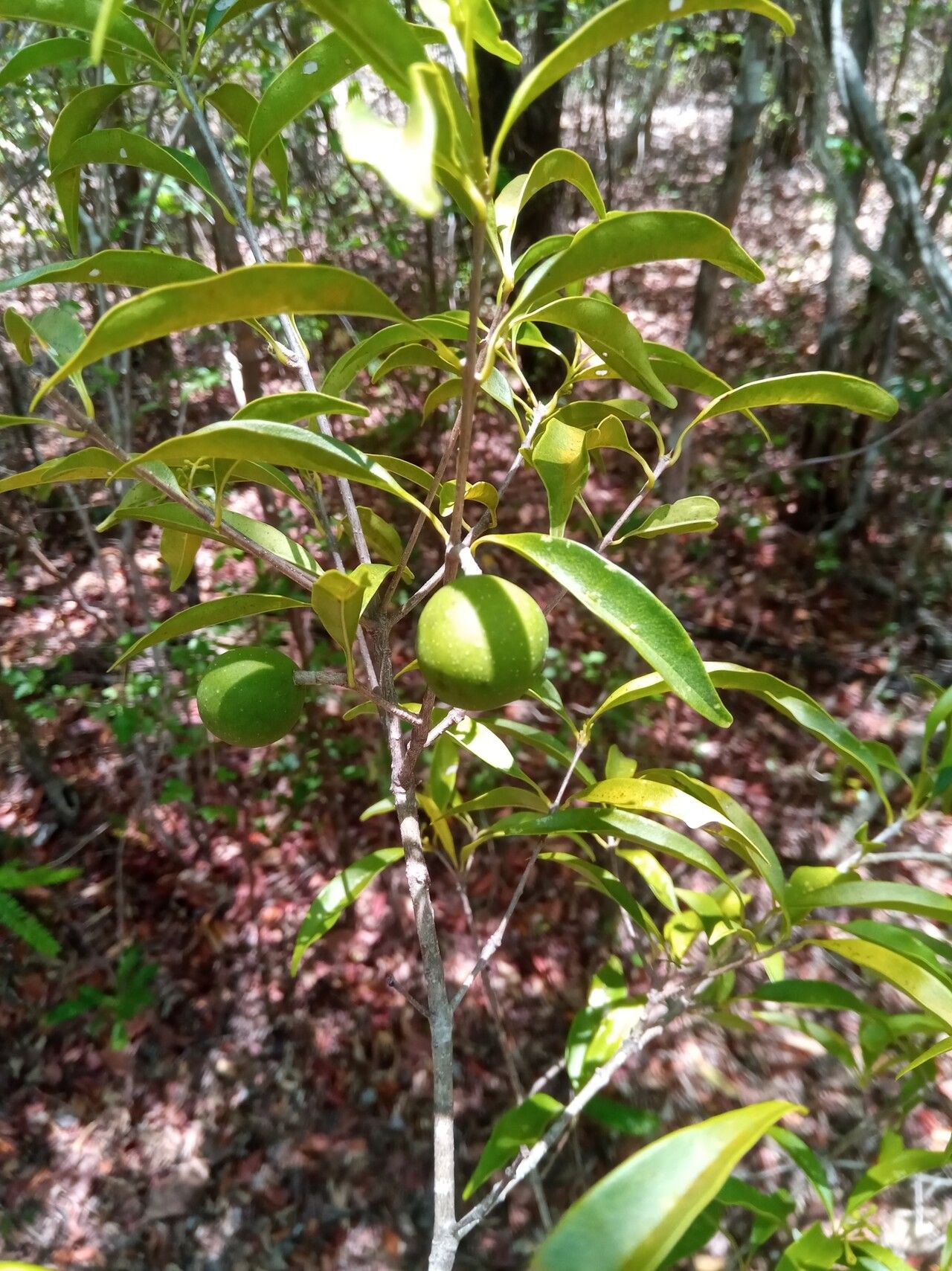 Noronhia tropophylla fruit