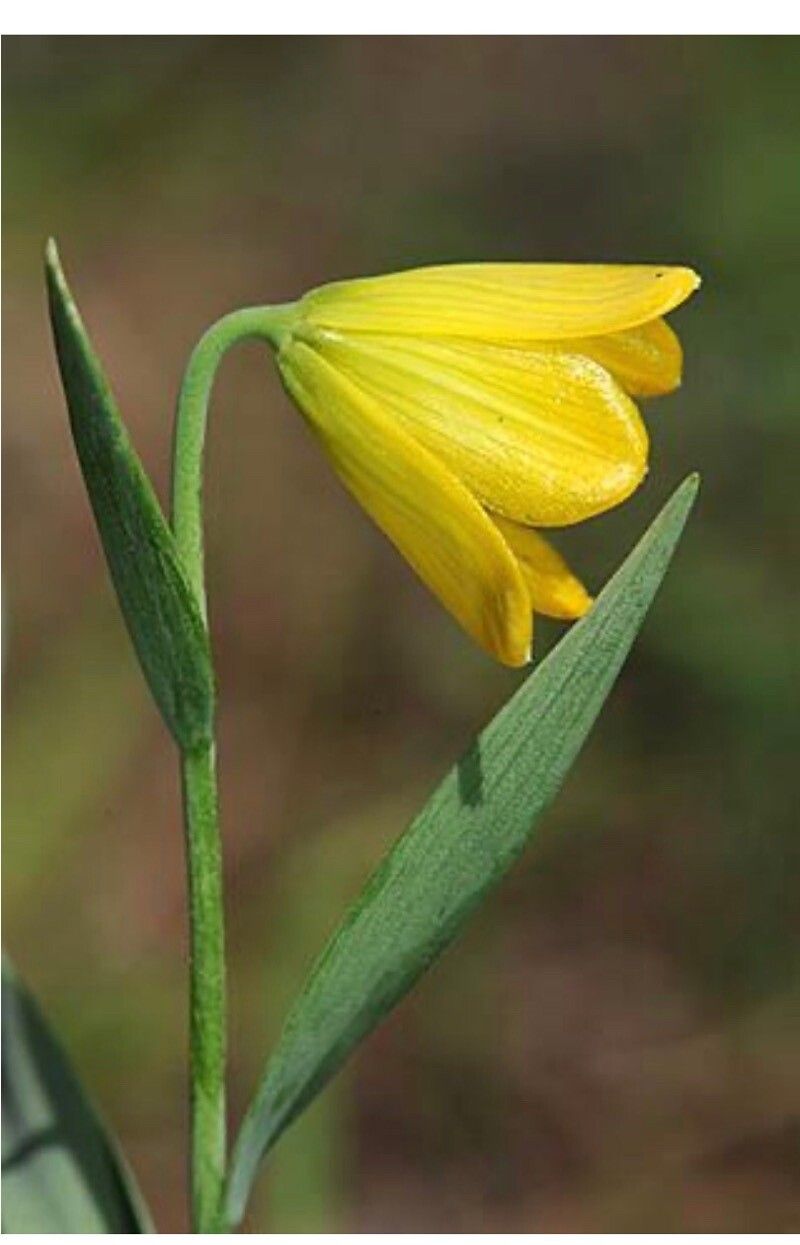 Fritillaria euboeica — search result for 'Fritillaria'