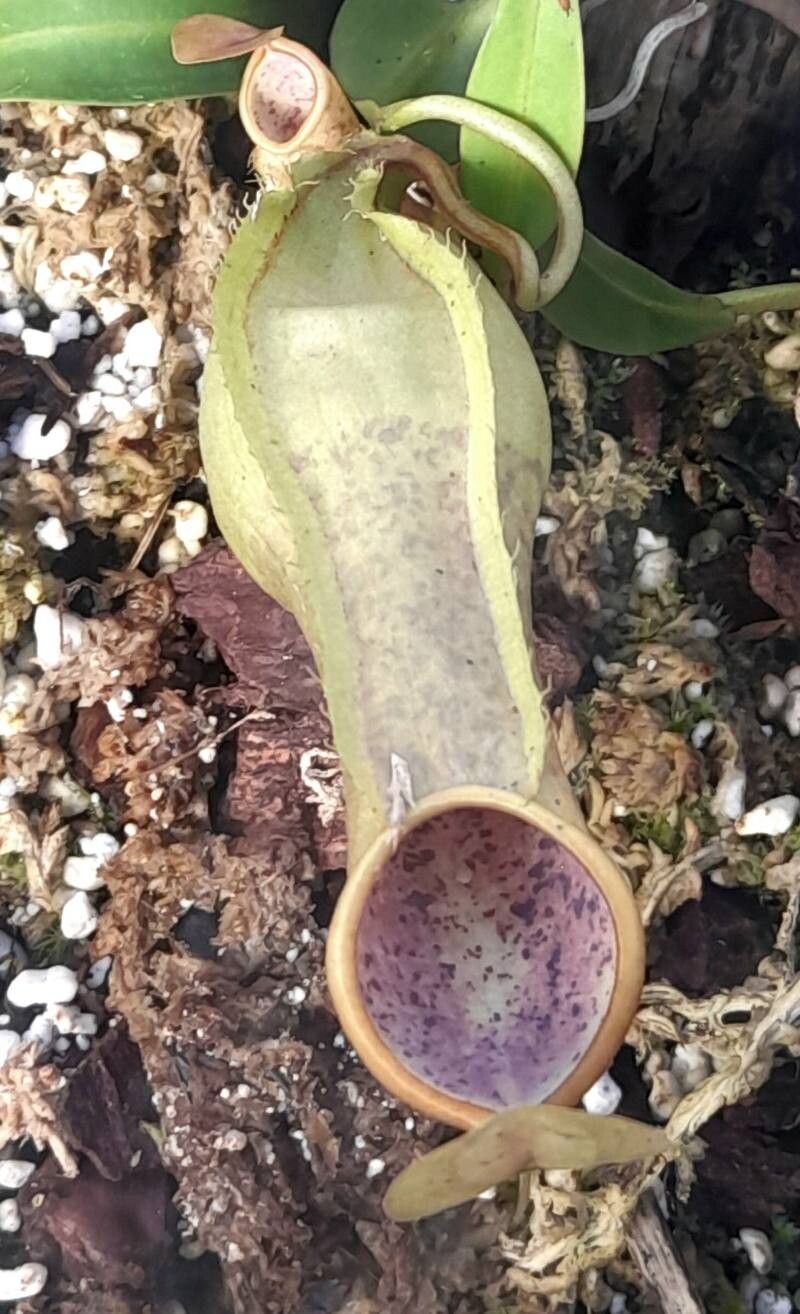 Nepenthes tobaica — search result for 'Nepenthes'