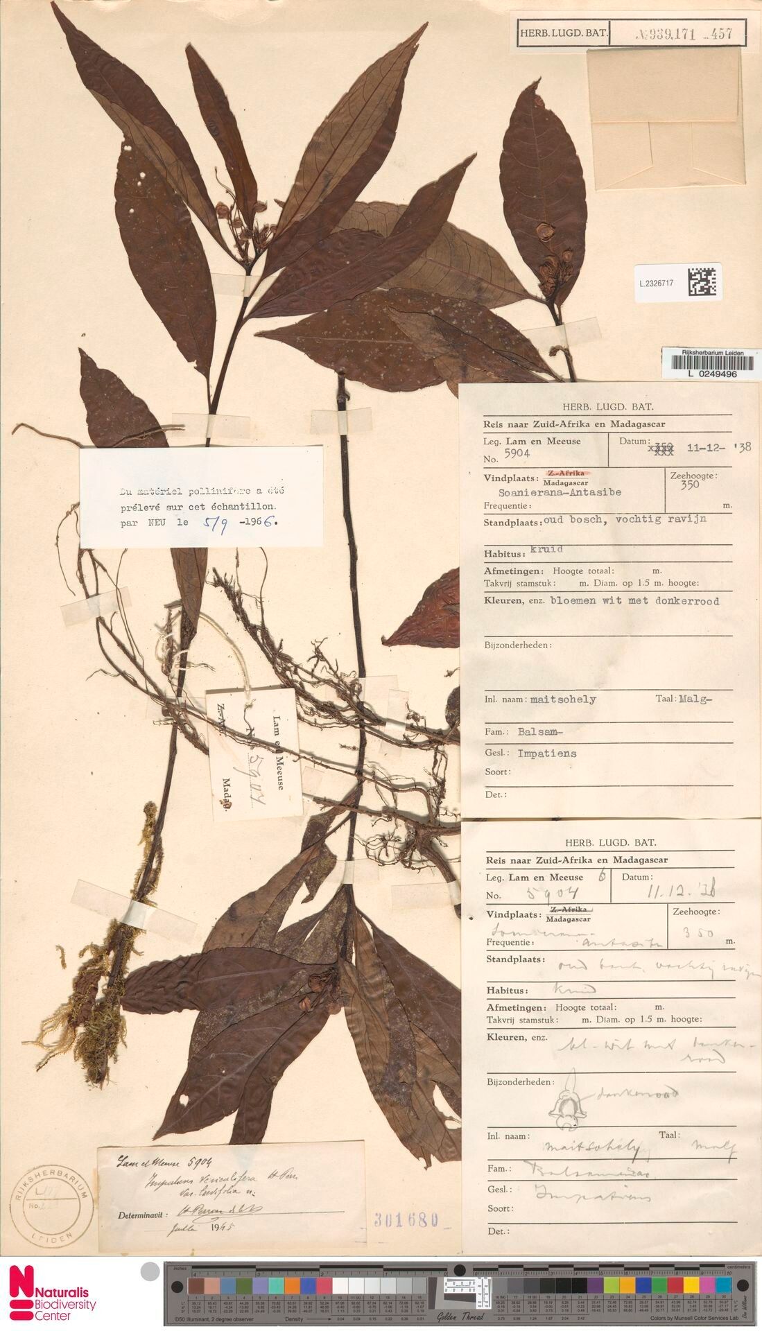 Impatiens vesiculifera — houseplant care guide