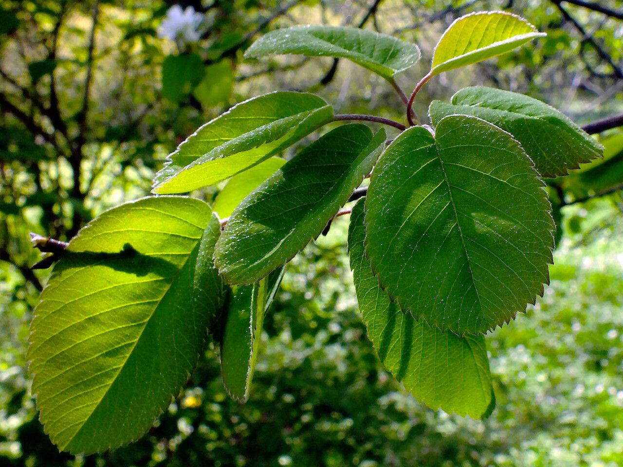 Amelanchier cusickii — search result for 'Amelanchier'