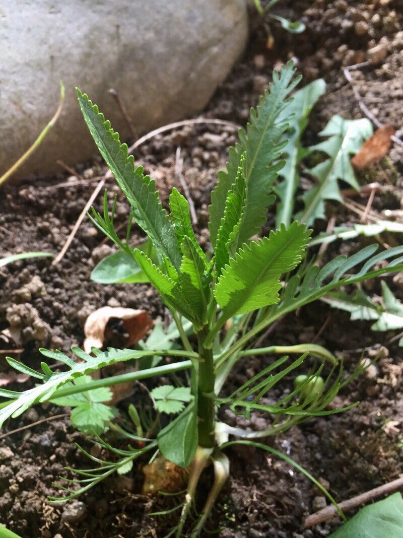 Crambe arborea habit