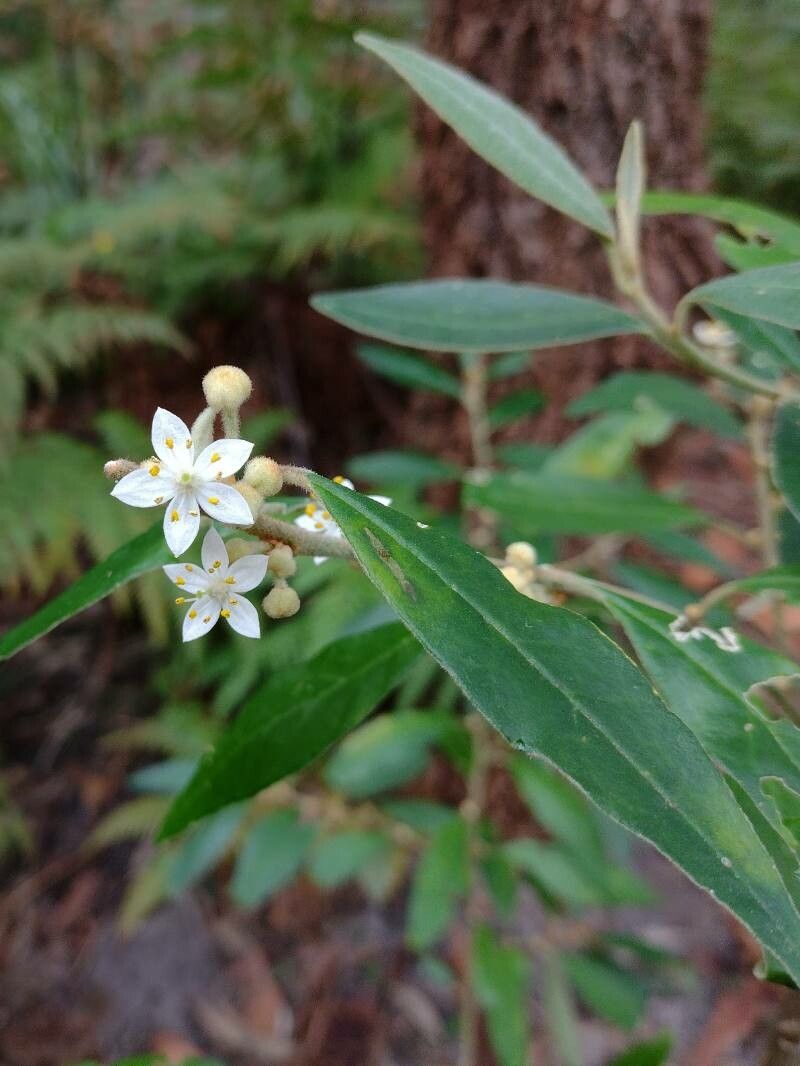 Asterolasia correifolia flower