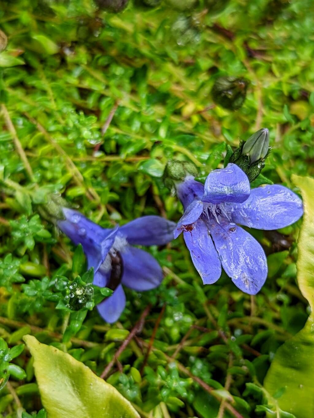 Cyananthus microphyllus flower
