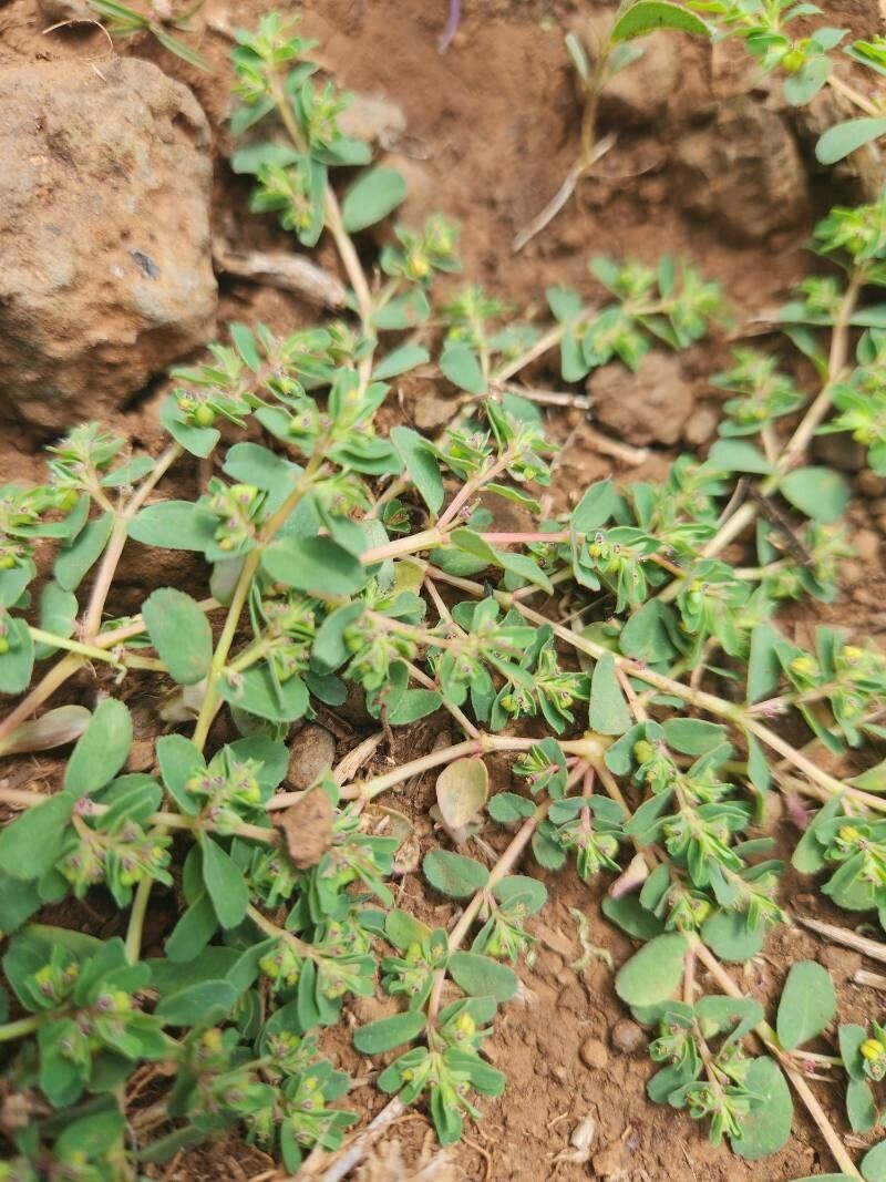Euphorbia inaequilatera leaf
