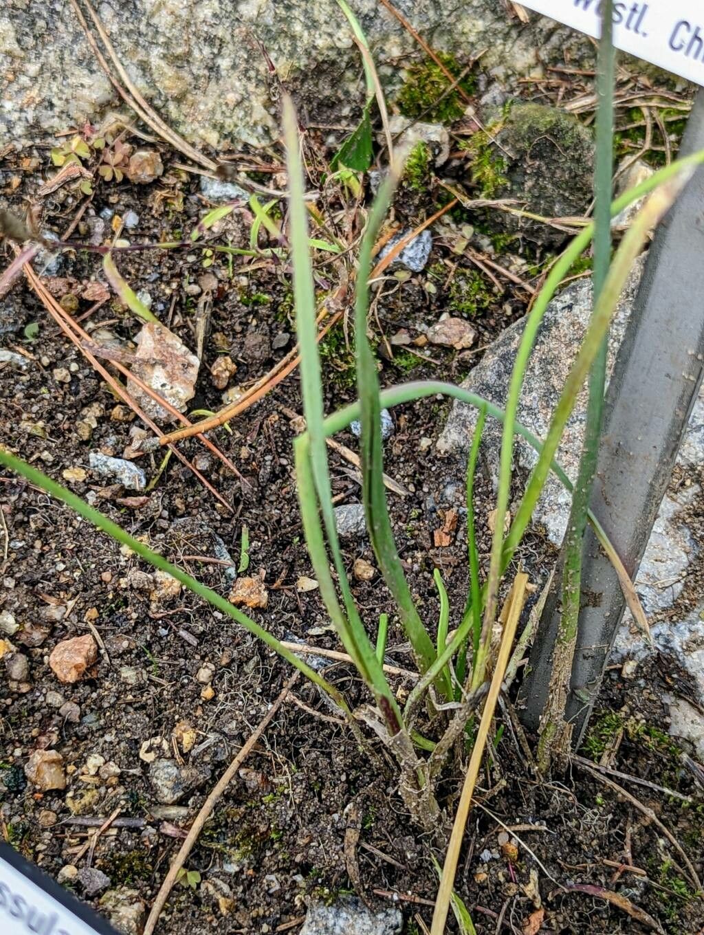 Allium sikkimense — houseplant care guide