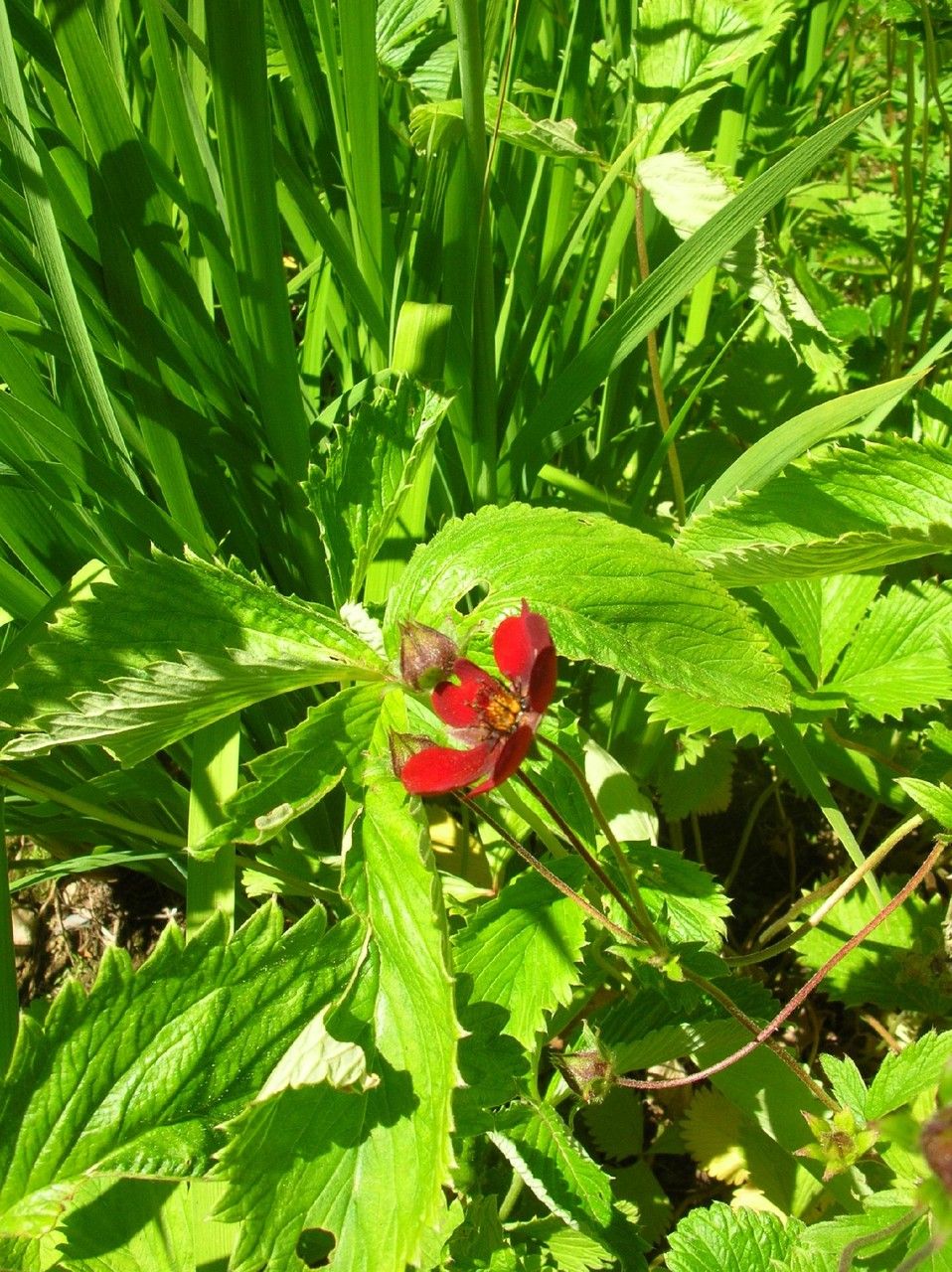 Potentilla atrosanguinea fruit