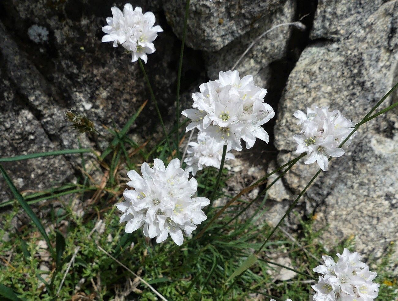 Armeria leucocephala flower